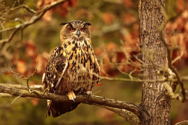 Bird Fauna Owl Close — ストック写真