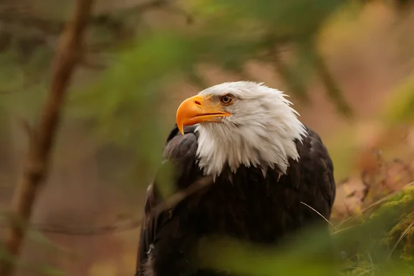 Bald Eagle Portrait Natural Background — Stockfoto