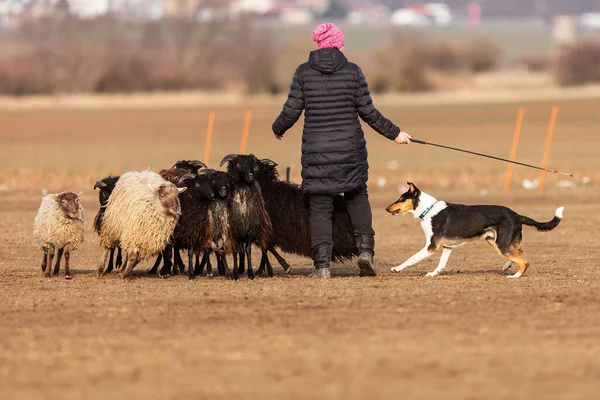 Jesin Czech Republick 2019 Coach Shows How Foraging Flock Sheep — Foto de Stock