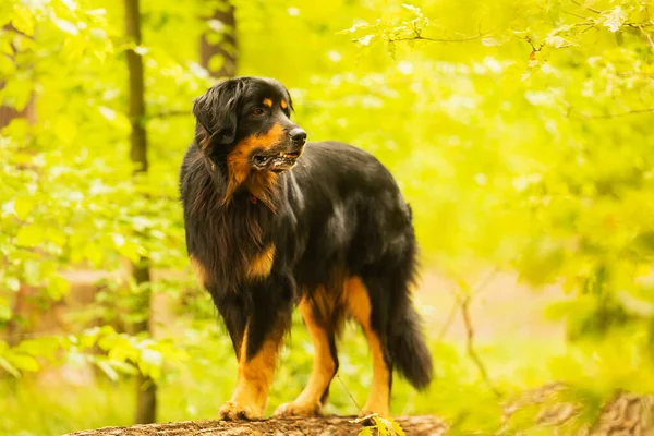 Dog Hovawart Gold Black Portrait — Stockfoto