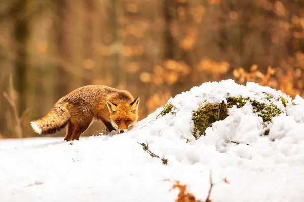 Raposa Vermelha Vulpes Vulpes Está Andando Neve Deserto — Fotografia de Stock