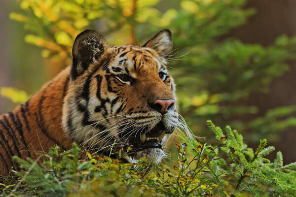 Animal, tiger in wild nature