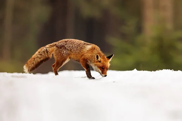 Volpe Rossa Vulpes Vulpes Cammina Sulla Neve Nel Deserto — Foto Stock