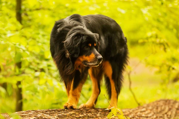 Dog Hovawart Gold Black Portrait — Stockfoto