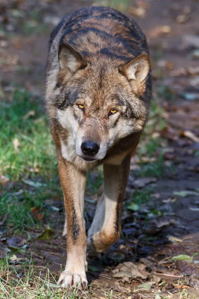 Male Eurasian Wolf Canis Lupus Lupus — Fotografia de Stock