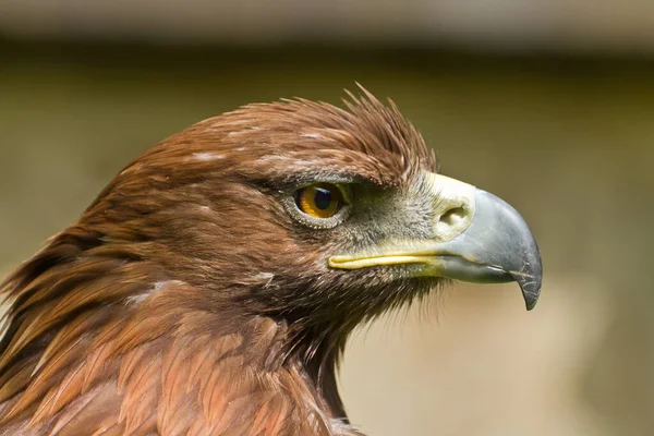 Closeup Beautiful Eagle — Photo