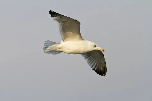Seagull Lake Fauna — 图库照片