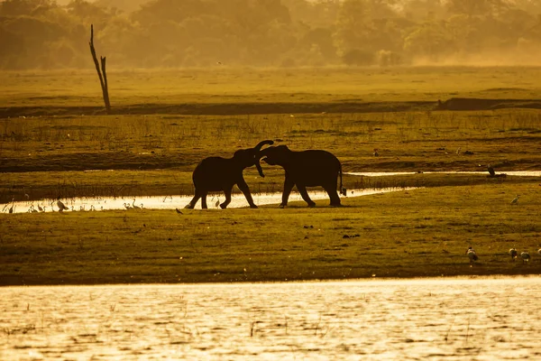 Слоны Ходят Лужайке Фауна — стоковое фото