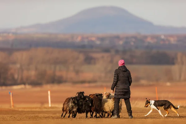 Jesin Czech Republick 2019 Coach Shows How Foraging Flock Sheep —  Fotos de Stock