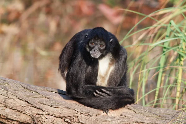 Monkey Zoo Animal — Fotografia de Stock