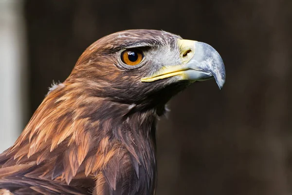 vahşi doğada kartal