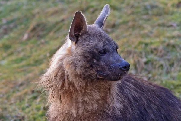 Bruine Hyena Het Bos — Stockfoto
