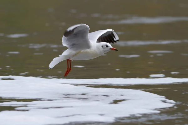 Seagull Lake Fauna — Stockfoto