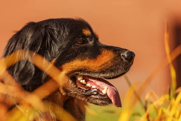 Dog Hovawart Gold Black Portrait — Stock fotografie