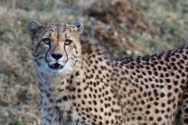 Adult African Cheetah Wild —  Fotos de Stock