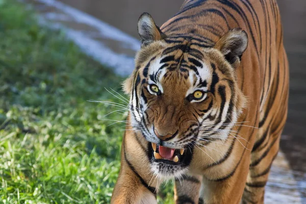 Animal Tiger Wild Nature — Zdjęcie stockowe