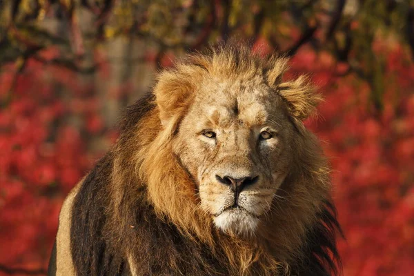 Male Lion Panthera Leo Close — Stock fotografie