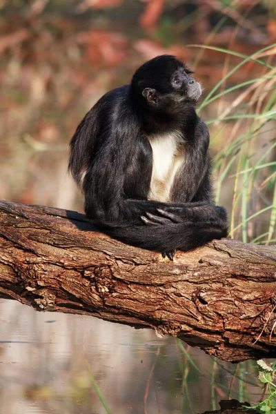 Monkey Zoo Animal — Fotografia de Stock