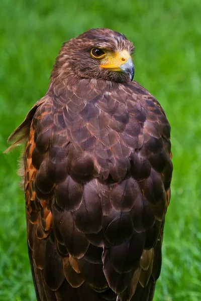 Eagle Wild Nature — Fotografia de Stock