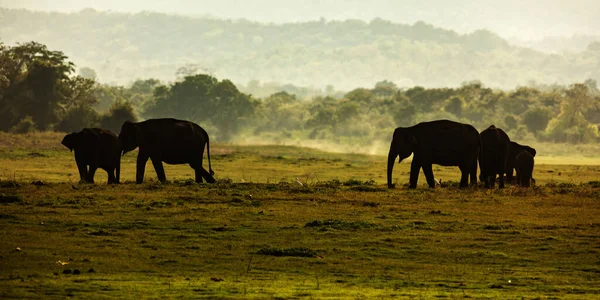 Слоны Ходят Лужайке Фауна — стоковое фото