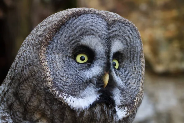 Bird Fauna Owl Close — 图库照片