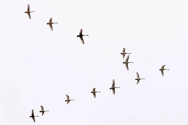 Uccelli Che Volano Nel Cielo Blu — Foto Stock