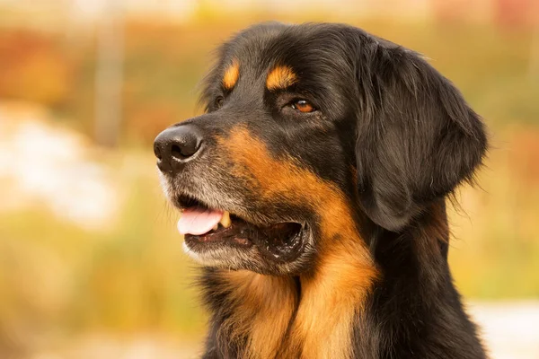 Dog Hovawart Gold Black Portrait —  Fotos de Stock