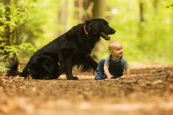 Black Gold Hovie Dog Hovawart Boy Walking Woods — Fotografia de Stock