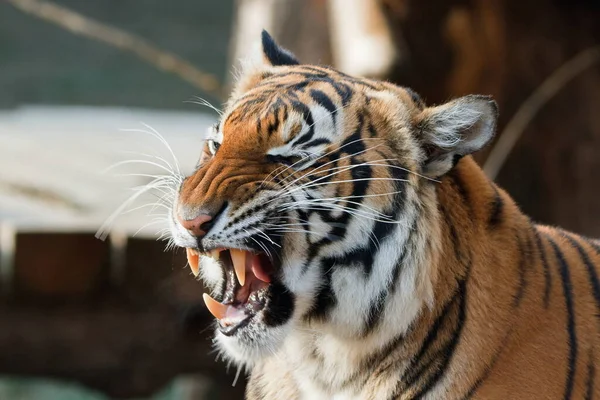 Animal Tiger Wild Nature — Stock Photo, Image