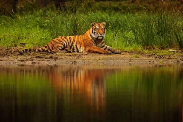 Animal, tiger in wild nature