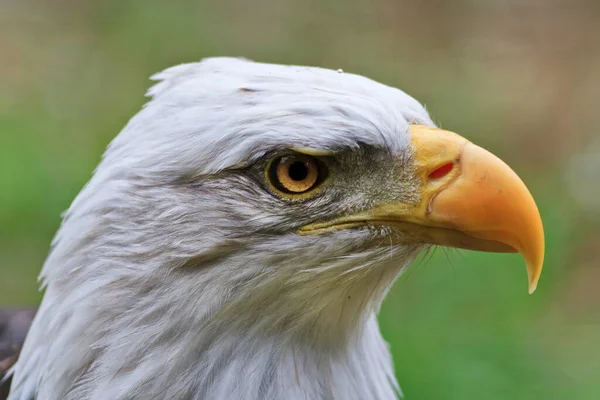 Bald Eagle Portrait Natural Background — Fotografia de Stock