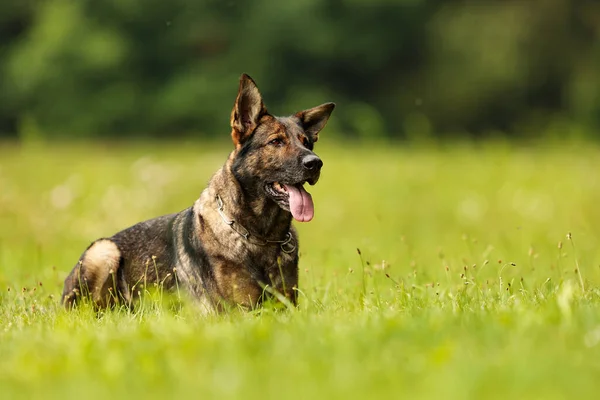 Nice Portrait German Shepherd Dog — Stock Photo, Image