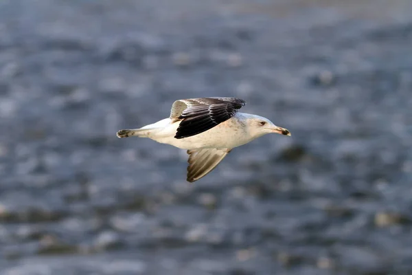 Seagull Lake Fauna — Zdjęcie stockowe
