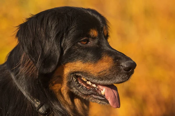 Dog Hovawart Gold Black Portrait — Photo