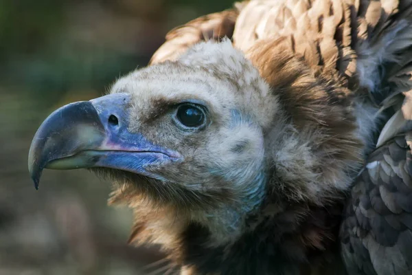 Vulture Portrait Wild Nature — Stock Photo, Image