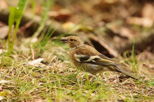 Closeup Small Bird Daytime — 图库照片