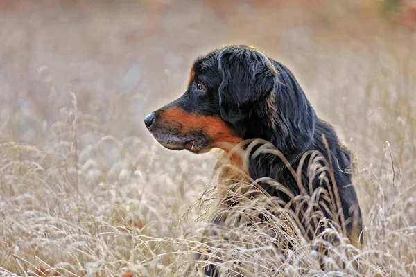 Dog Hovawart Gold Black Portrait — Stock Photo, Image