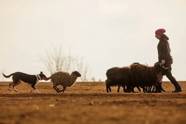 Jesin Czech Republick 2019 Coach Shows How Foraging Flock Sheep — Stok fotoğraf