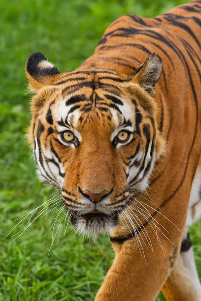 Animal Tiger Wild Nature —  Fotos de Stock