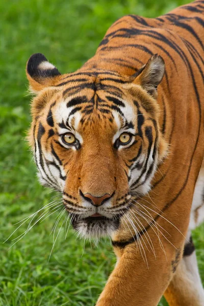 Animal Tiger Wild Nature — 스톡 사진