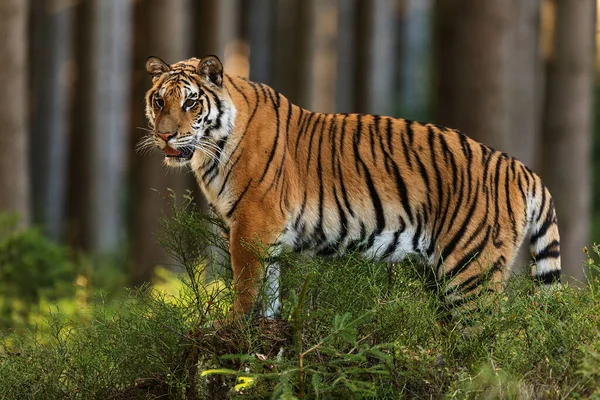 animal,  tiger in wild nature