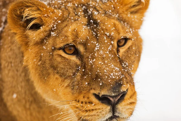 Lioness Panthera Leo Winter Portrait Daytime — Stockfoto