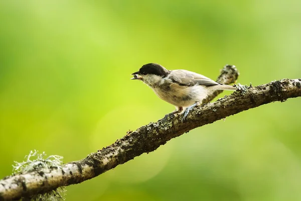 Eine Nahaufnahme Eines Vogels — Stockfoto