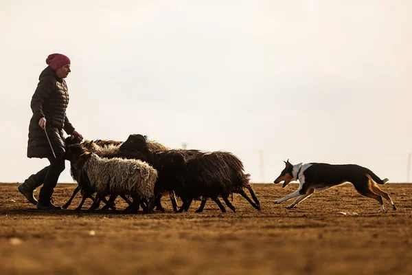 Jesin Czech Republick 2019 Coach Shows How Foraging Flock Sheep —  Fotos de Stock