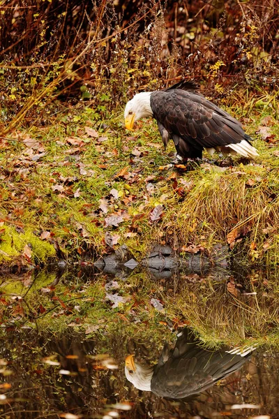 Bald Eagle Portrait Natural Background — Stock Fotó