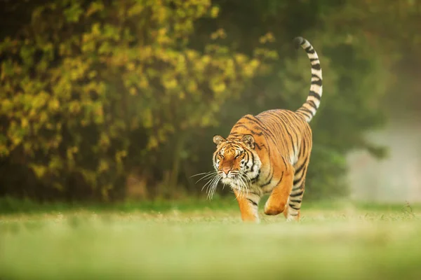 Animal Tiger Wild Nature — Stockfoto