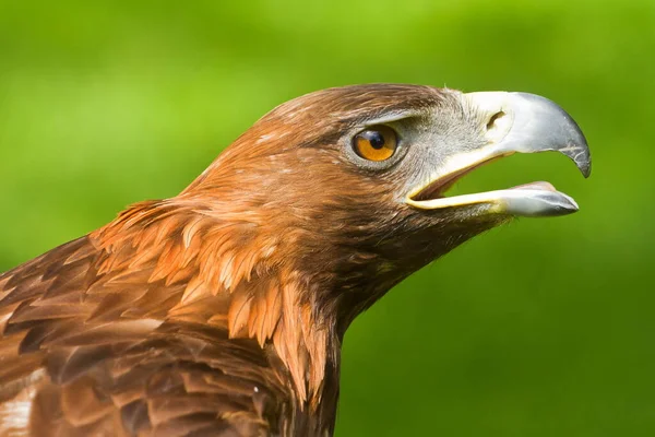 Closeup Beautiful Eagle — 스톡 사진