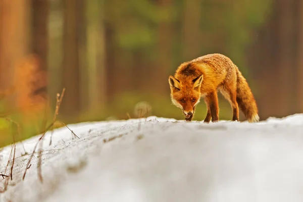 Red Fox Vulpes Vulpes Animal — Stock Fotó