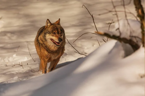 Male Eurasian Wolf Canis Lupus Lupus — Foto de Stock