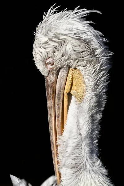 Vogel Pelikan Aus Nächster Nähe — Stockfoto